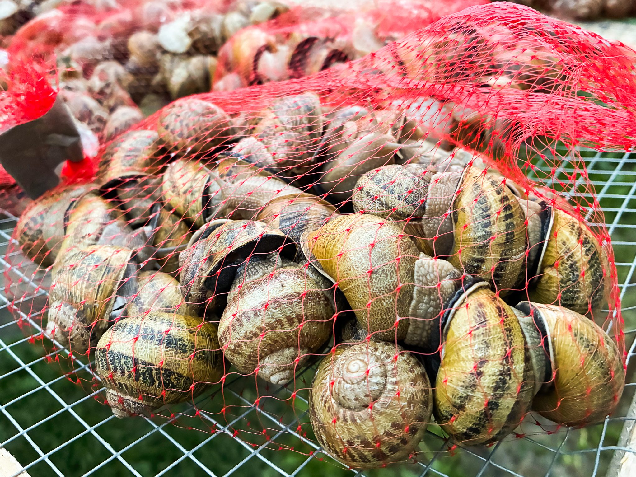 Aktuálna ponuka | SNAILIT.FARM